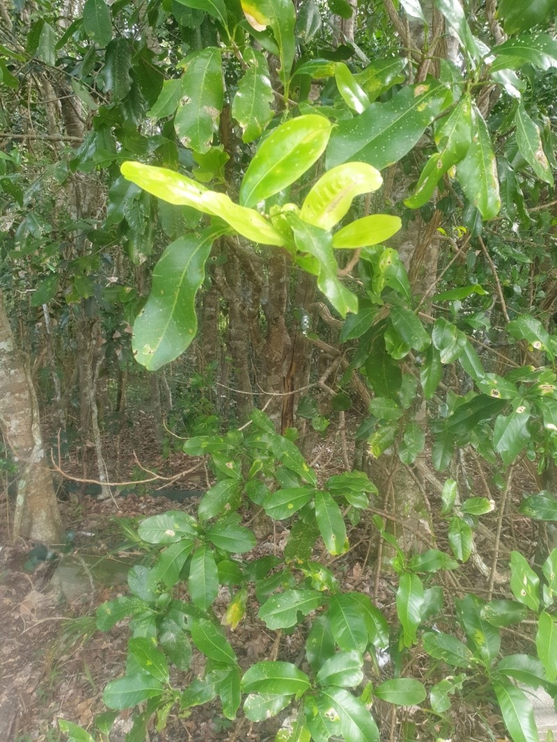 Acronychia wilcoxiana photo 2