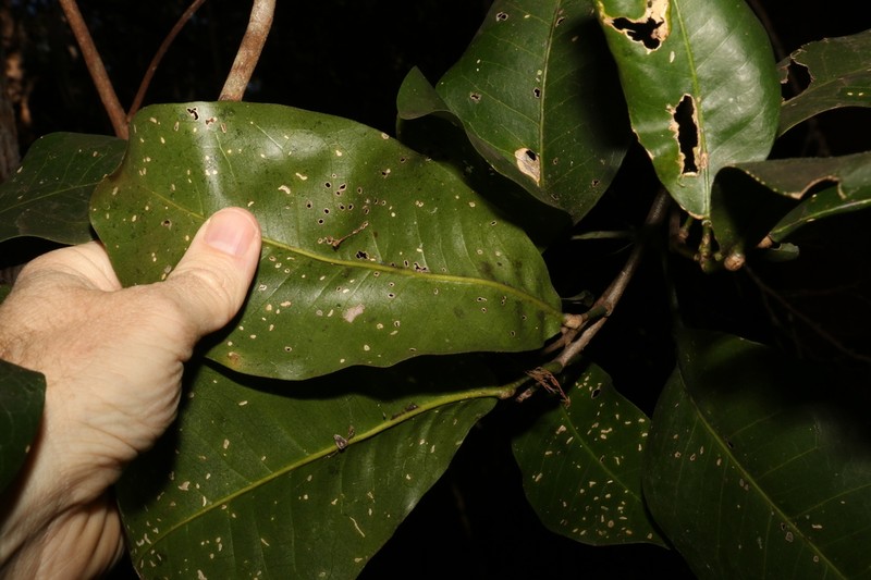 Acronychia wilcoxiana photo 4
