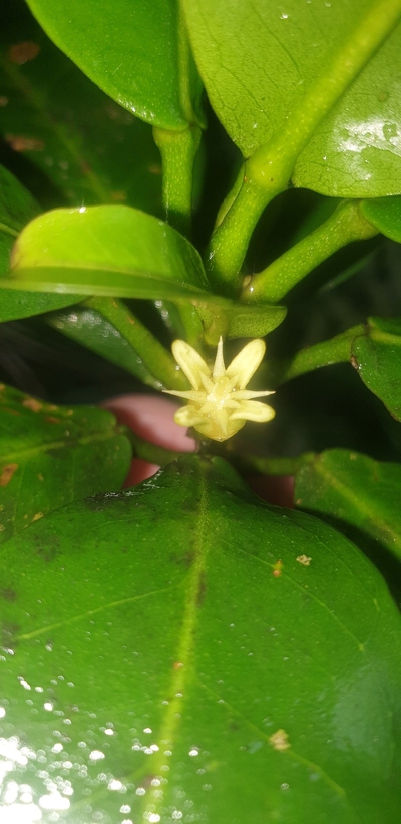 Acronychia wilcoxiana photo 5
