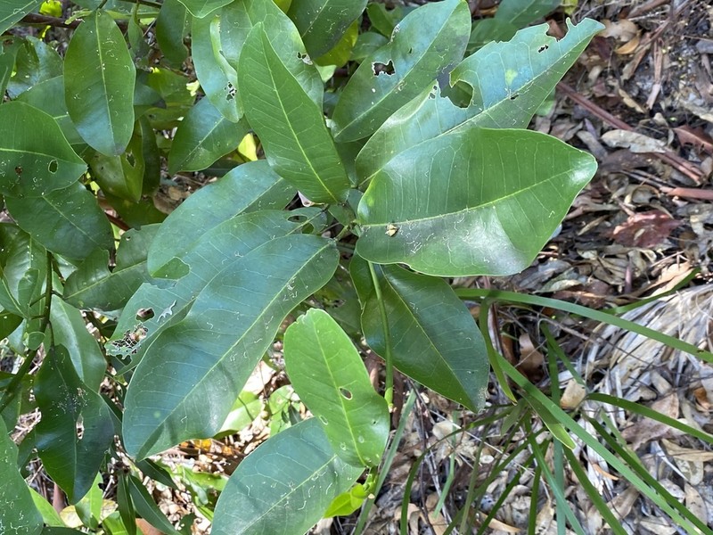 Acronychia wilcoxiana photo 6