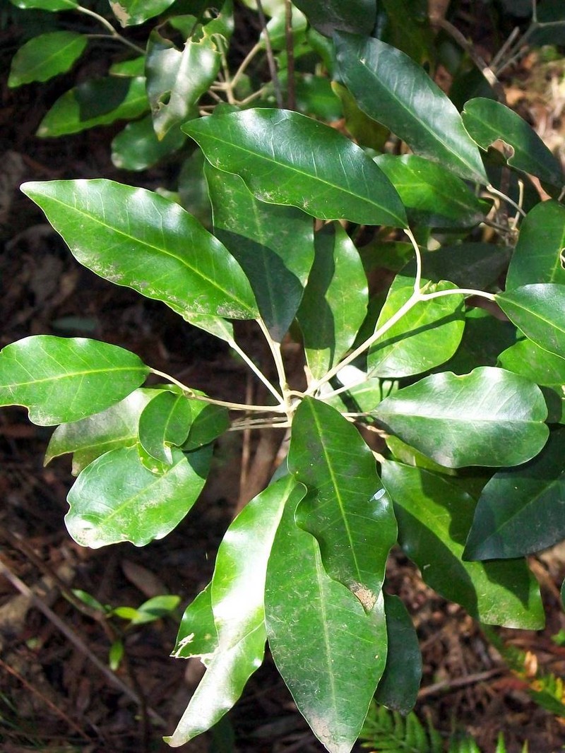 Acronychia wilcoxiana photo 7