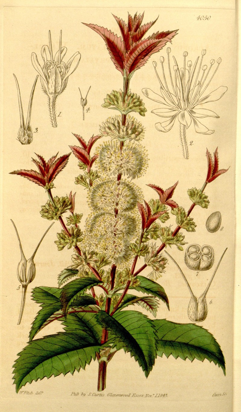 Acrophyllum australe