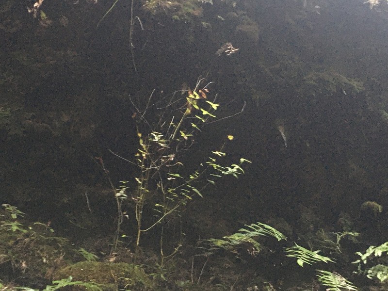 Acrophyllum australe photo 2