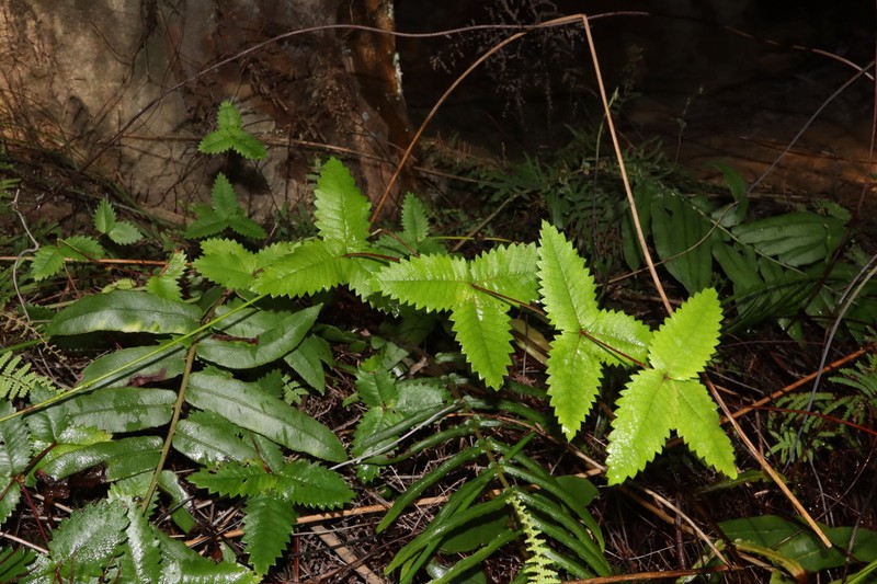 Acrophyllum australe photo 3