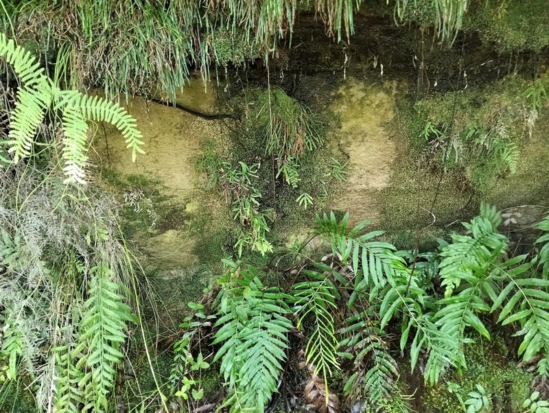 Acrophyllum australe photo 4