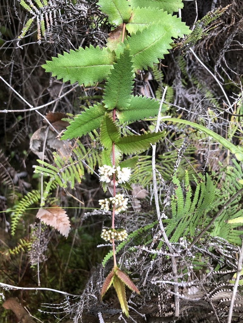 Acrophyllum australe photo 5