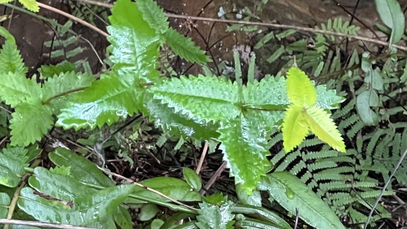 Acrophyllum australe photo 6