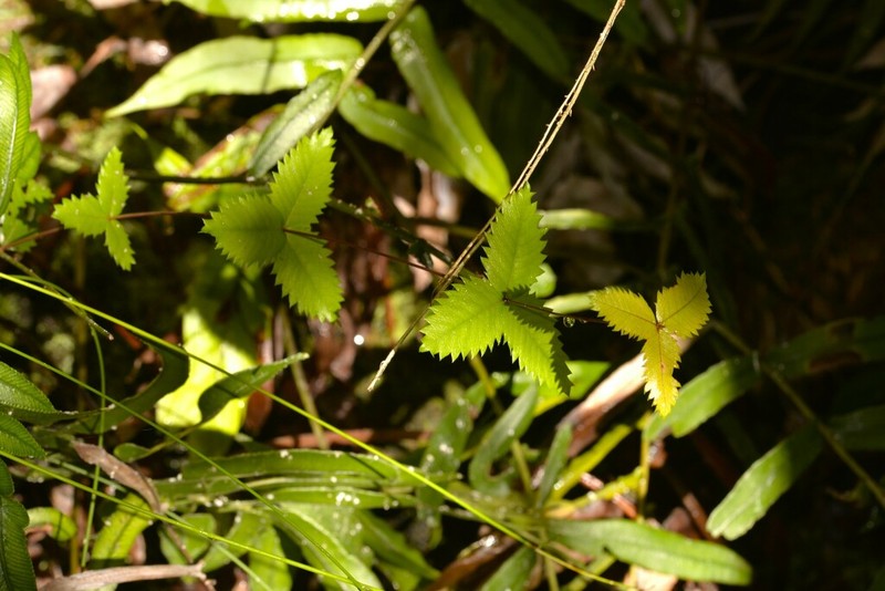 Acrophyllum australe photo 7