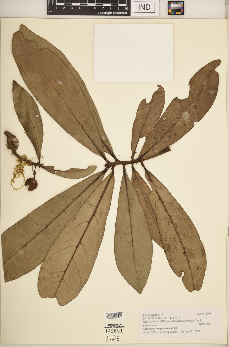 Acropogon aoupiniensis