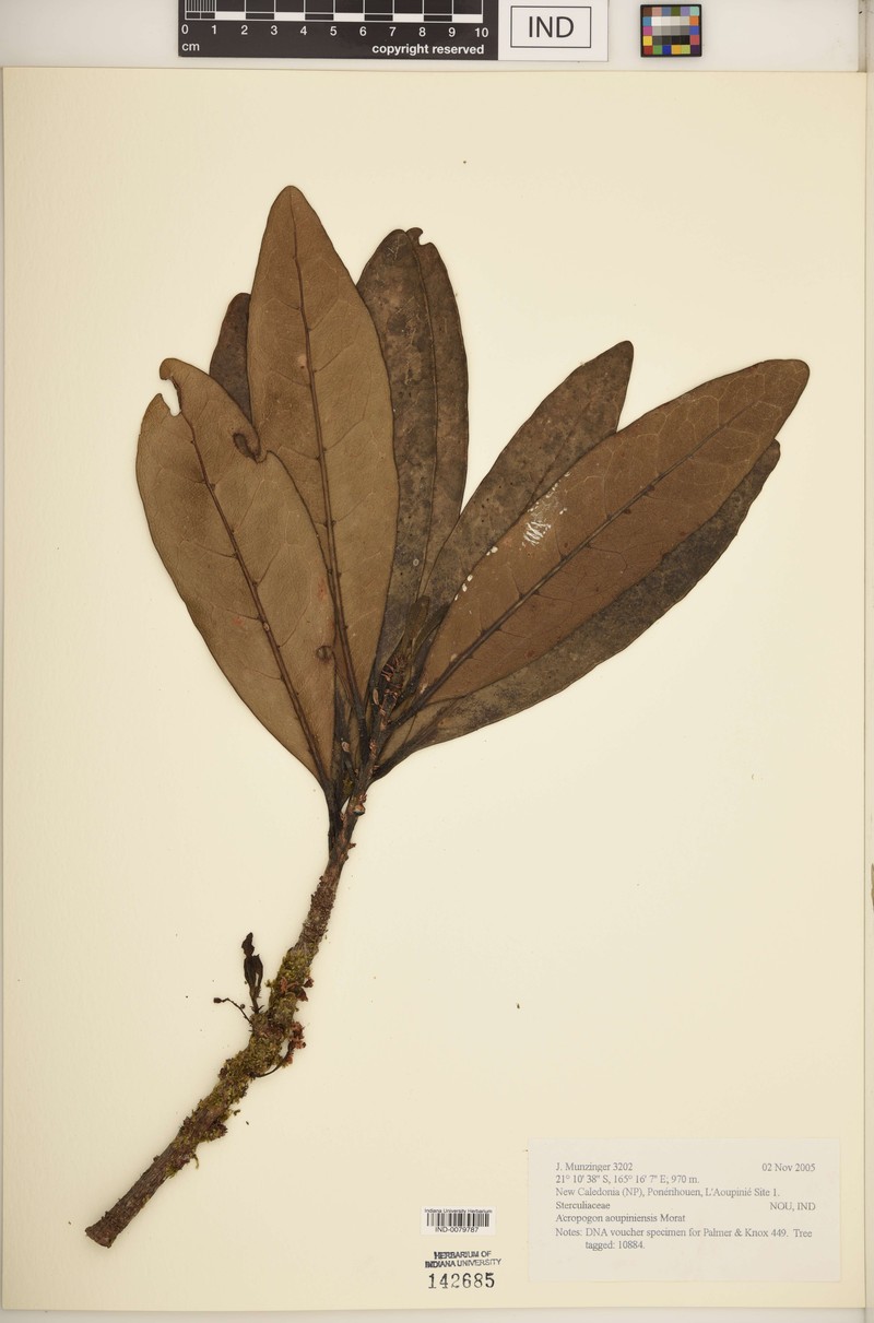 Acropogon aoupiniensis photo 2