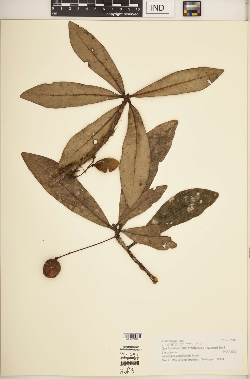 Acropogon aoupiniensis photo 3