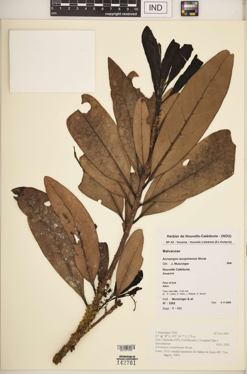 Acropogon aoupiniensis photo 4