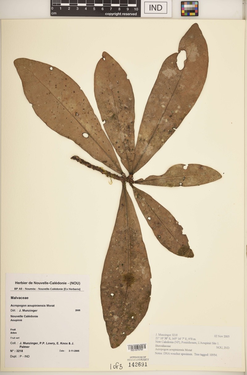 Acropogon aoupiniensis photo 5