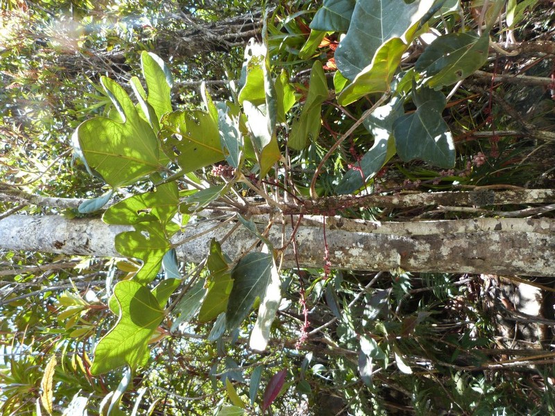 Acropogon bosseri