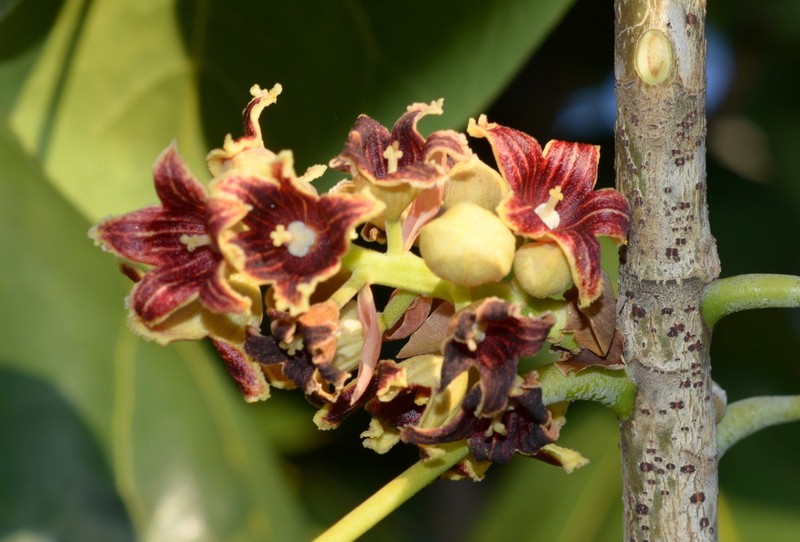 Acropogon bullatus photo 2