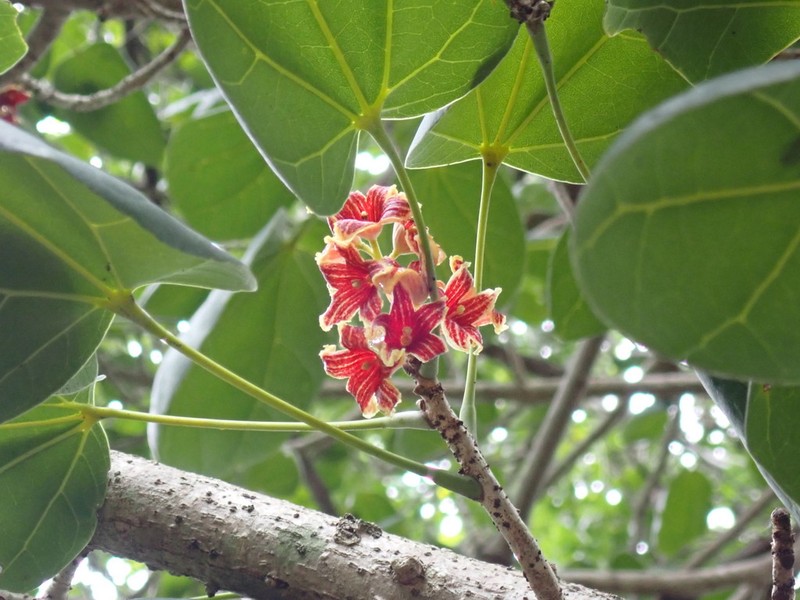 Acropogon bullatus photo 4