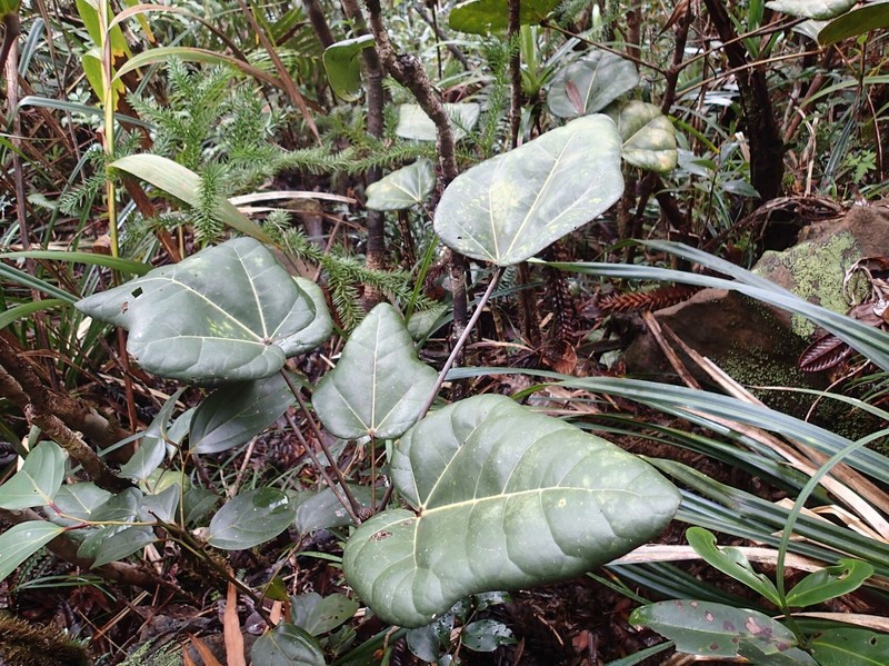 Acropogon chalopiniae