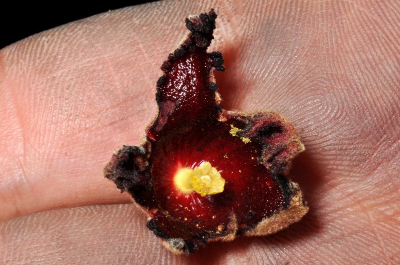 Acropogon grandiflorus