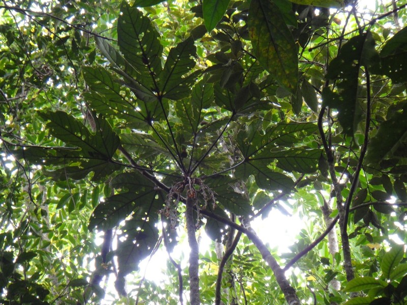 Acropogon grandiflorus photo 2