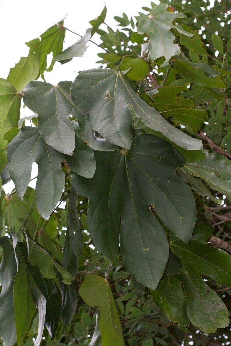 Acropogon jaffrei photo 3