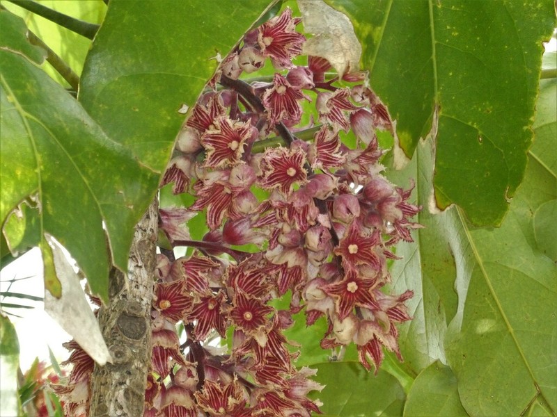 Acropogon jaffrei photo 4
