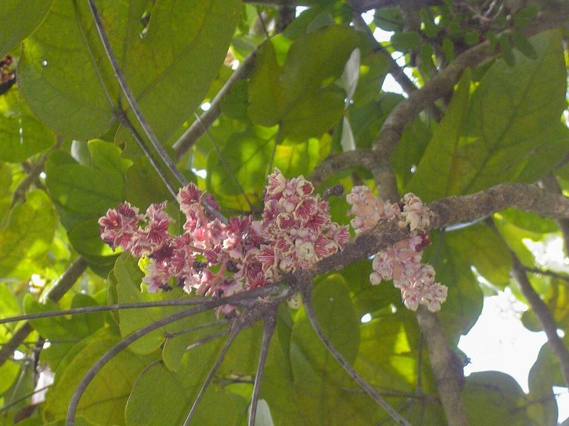 Acropogon jaffrei photo 7