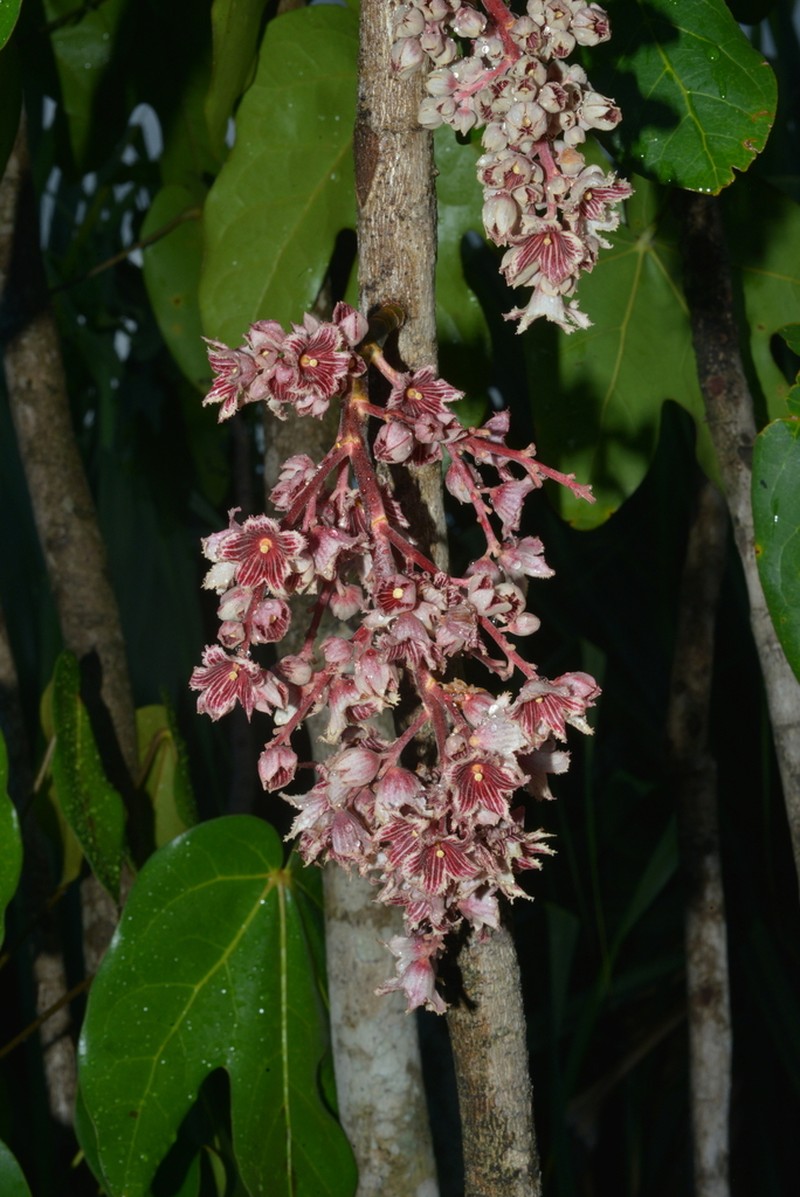 Acropogon jaffrei photo 8