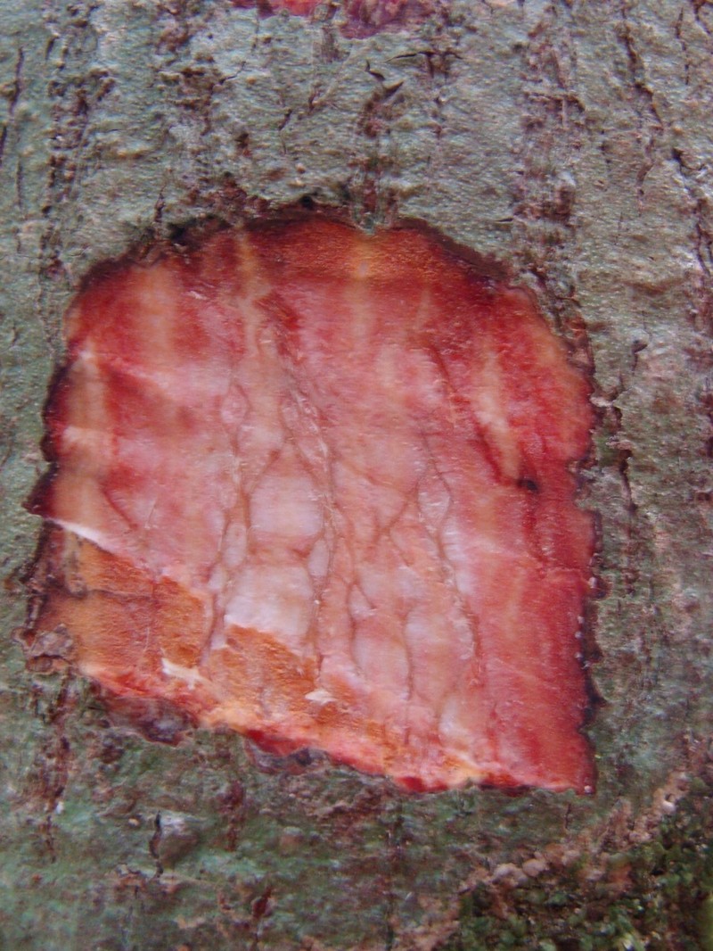 Acropogon macrocarpus