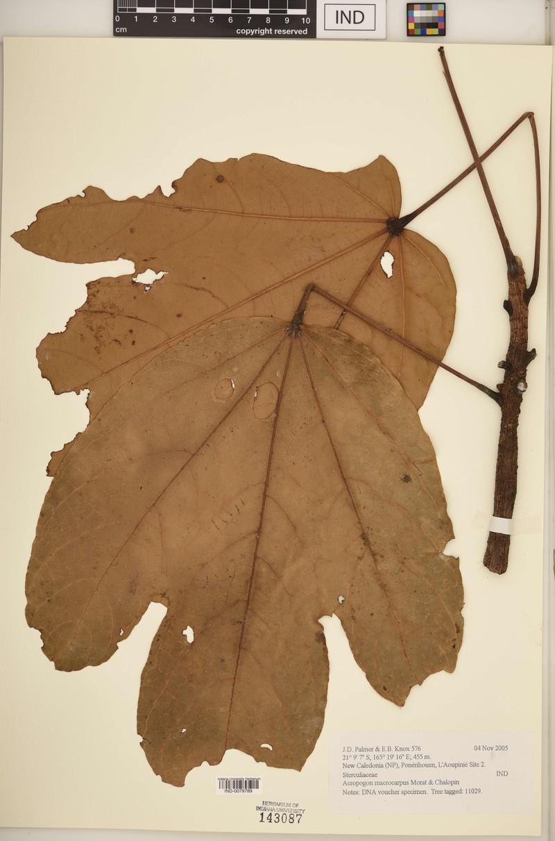 Acropogon macrocarpus photo 2