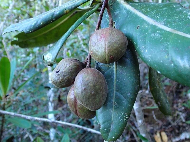 Acropogon margaretae