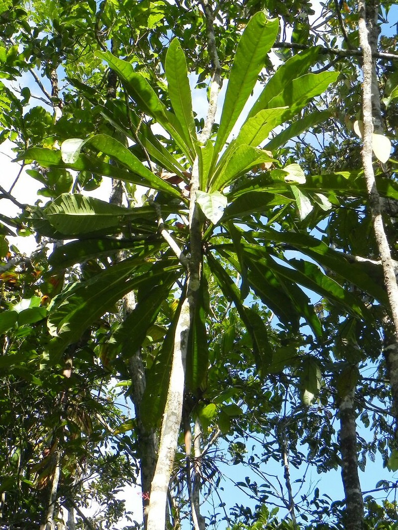Acropogon merytifolius