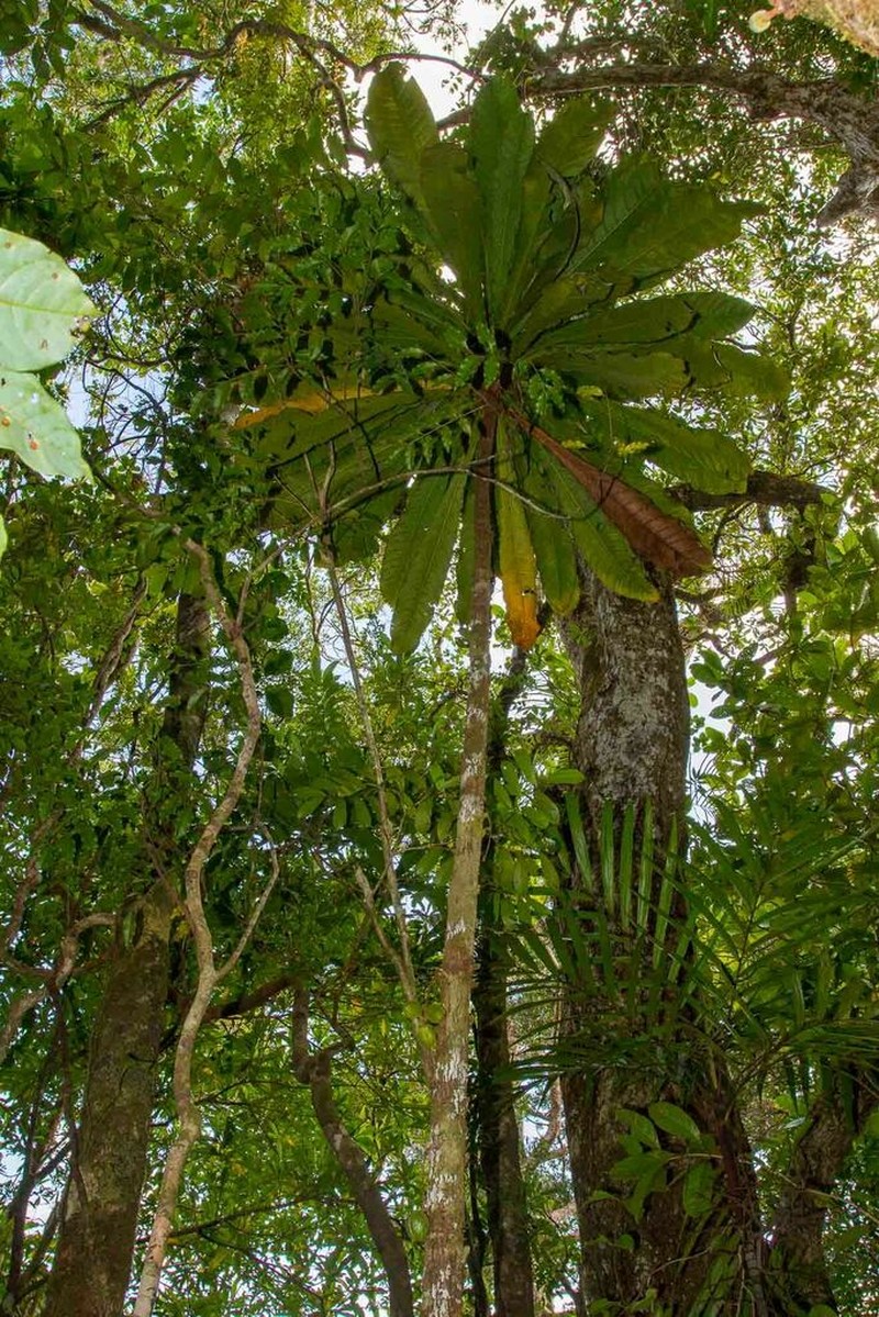 Acropogon merytifolius photo 2