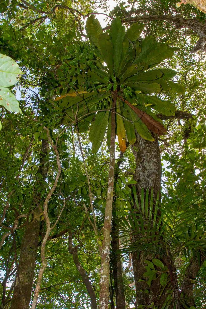 Acropogon merytifolius photo 3