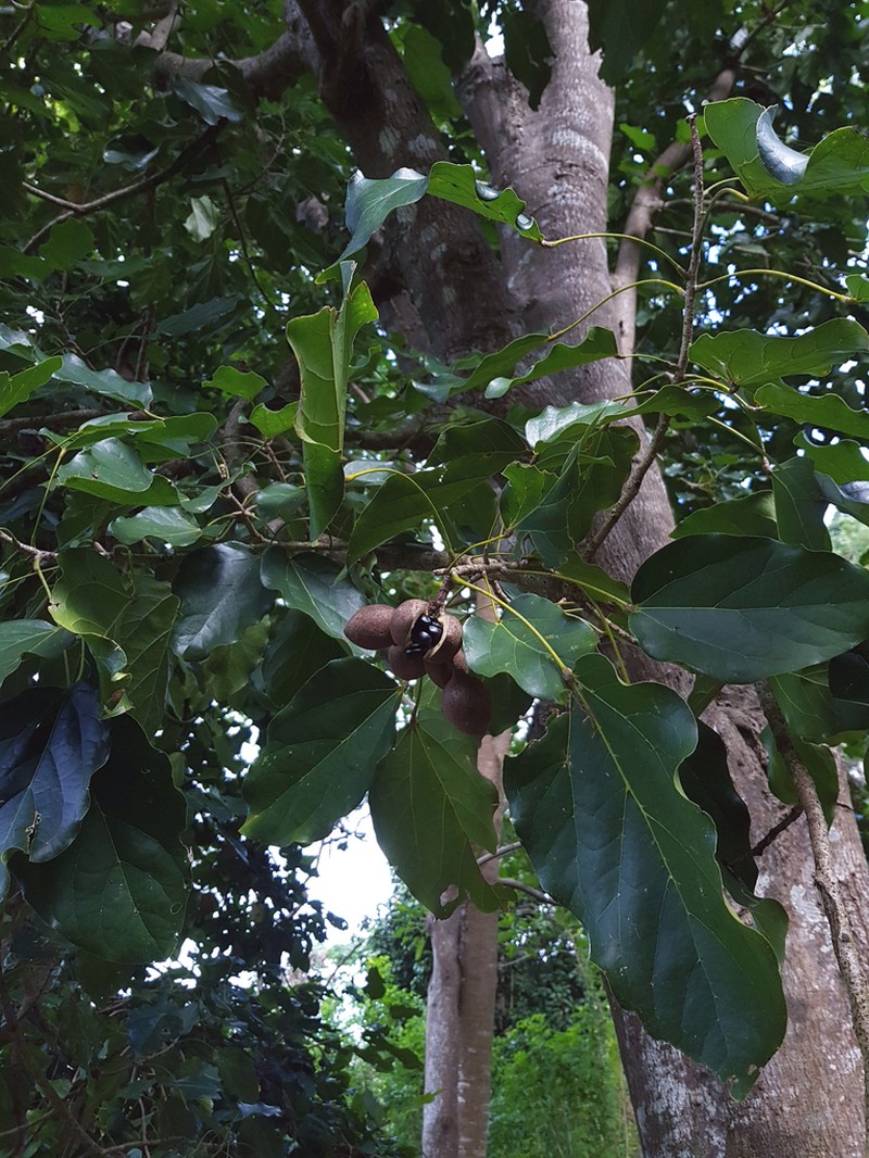 Acropogon mesophilus