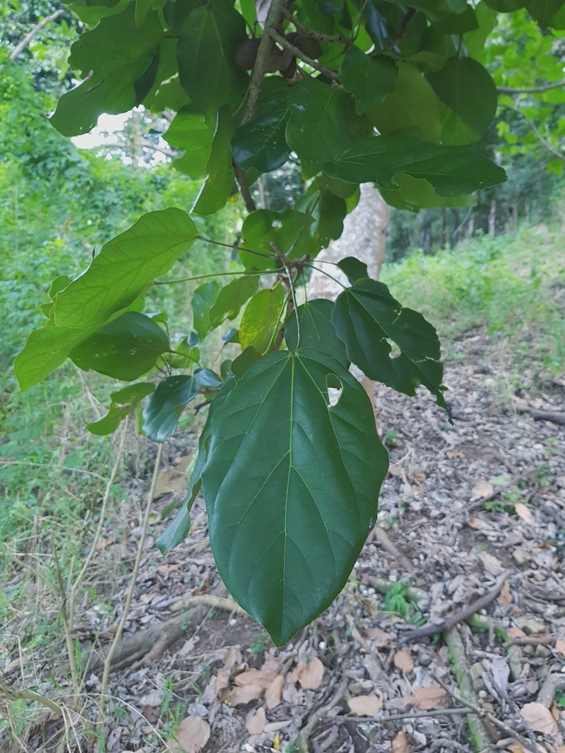 Acropogon mesophilus photo 2