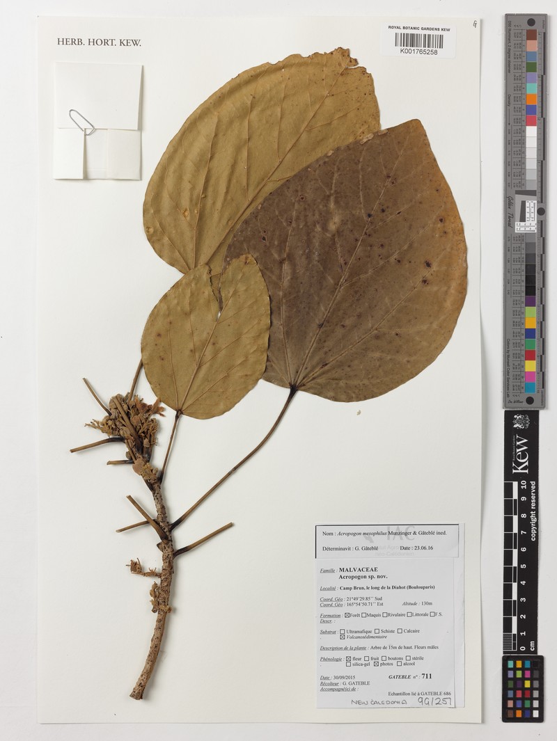 Acropogon mesophilus photo 3