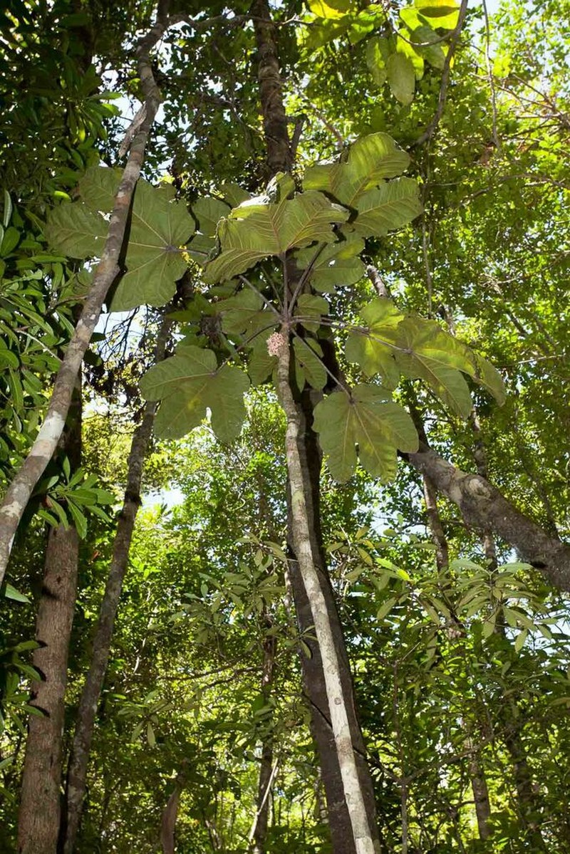 Acropogon moratianus