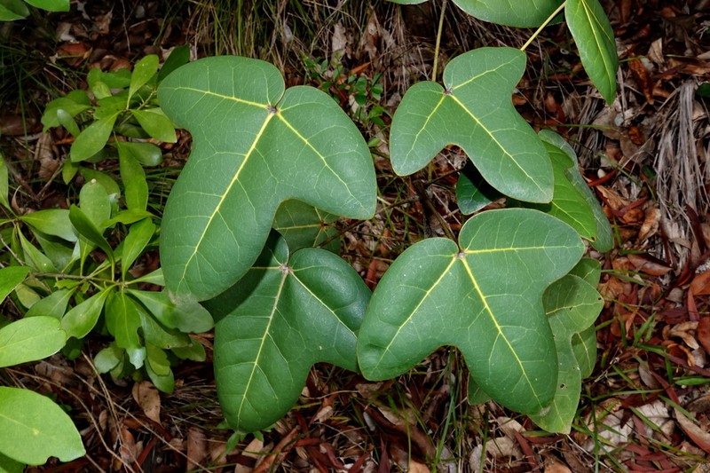 Acropogon paagoumenensis