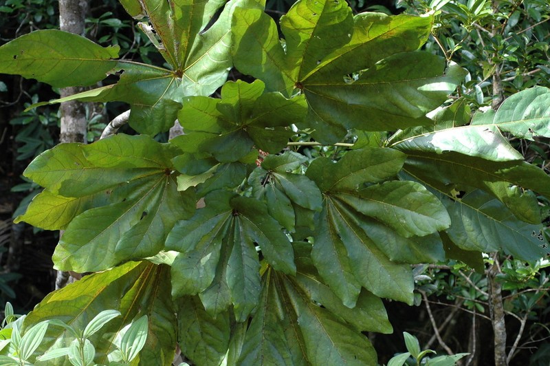 Acropogon pilosus photo 2