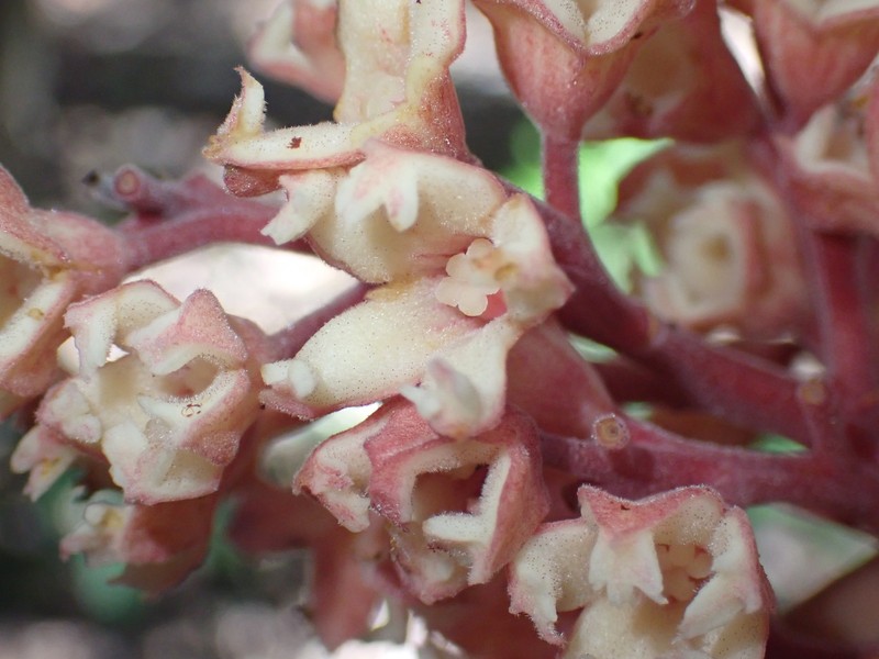 Acropogon pilosus photo 3