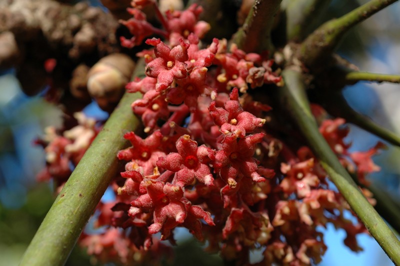 Acropogon pilosus photo 4