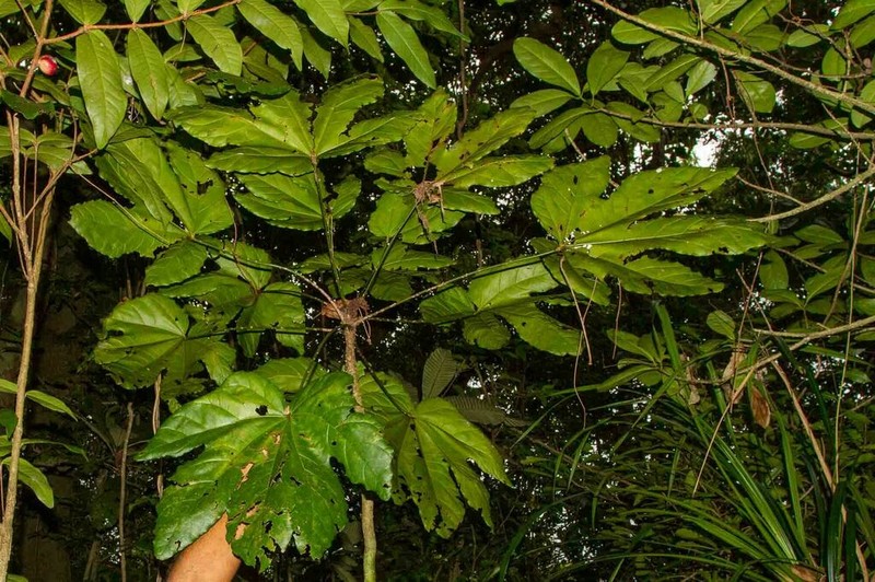 Acropogon sageniifolia