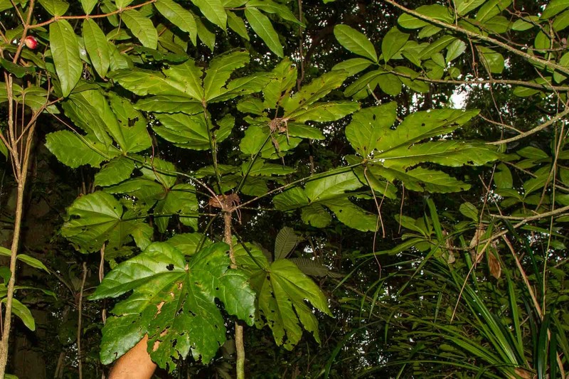 Acropogon sageniifolia photo 2