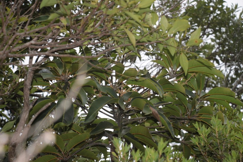 Acropogon schefflerifolius