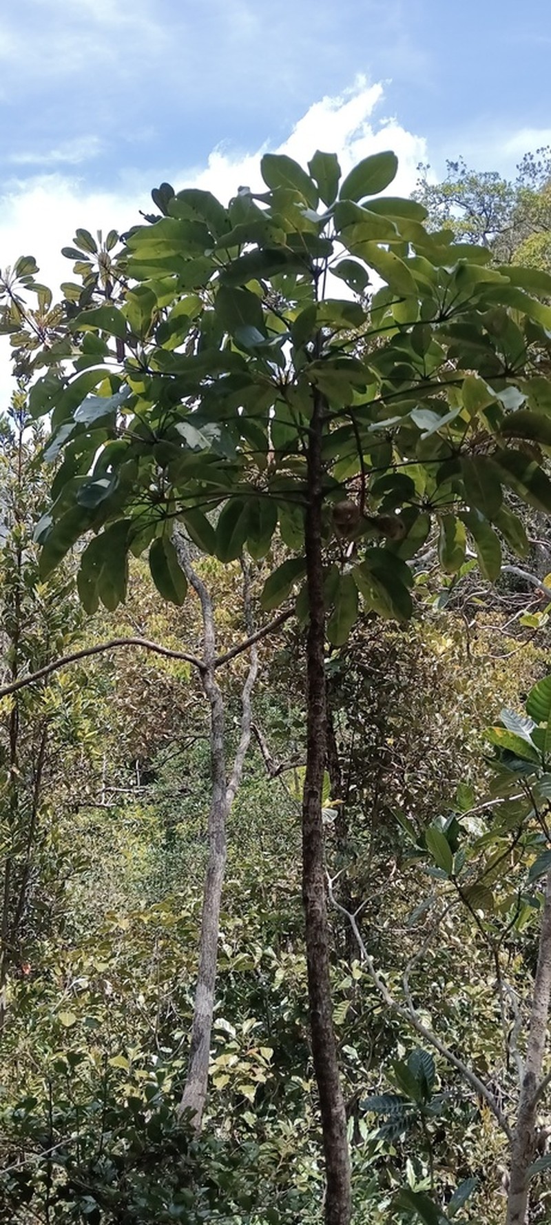 Acropogon schefflerifolius photo 2