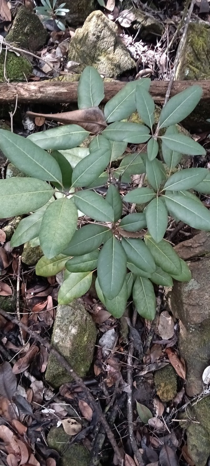 Acropogon schefflerifolius photo 3