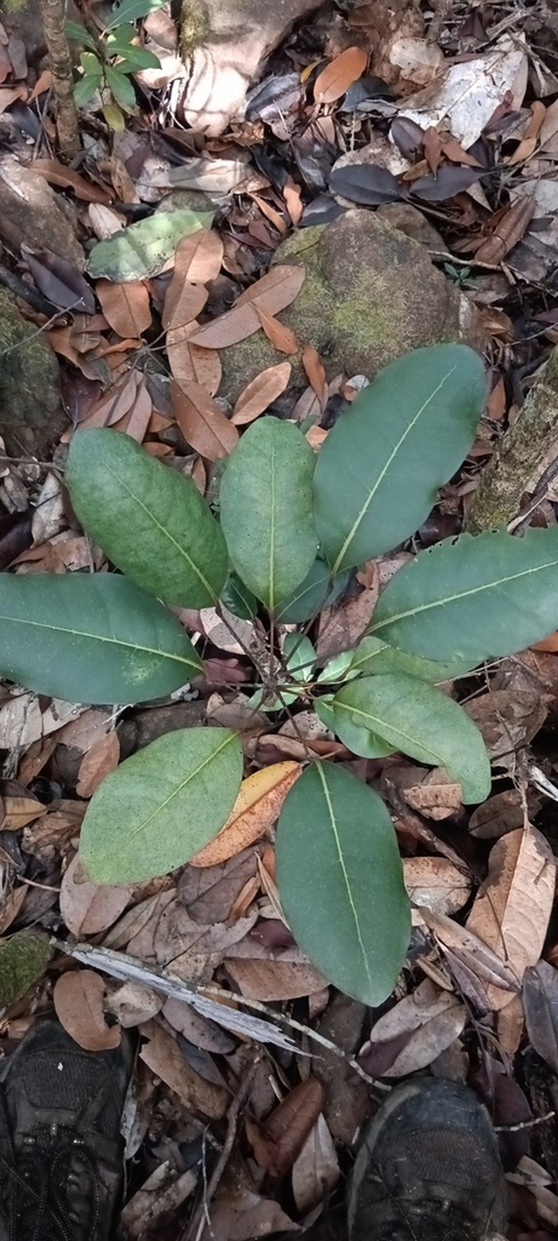 Acropogon schefflerifolius photo 4