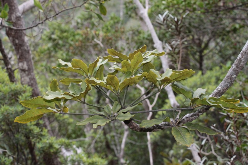 Acropogon schefflerifolius photo 5