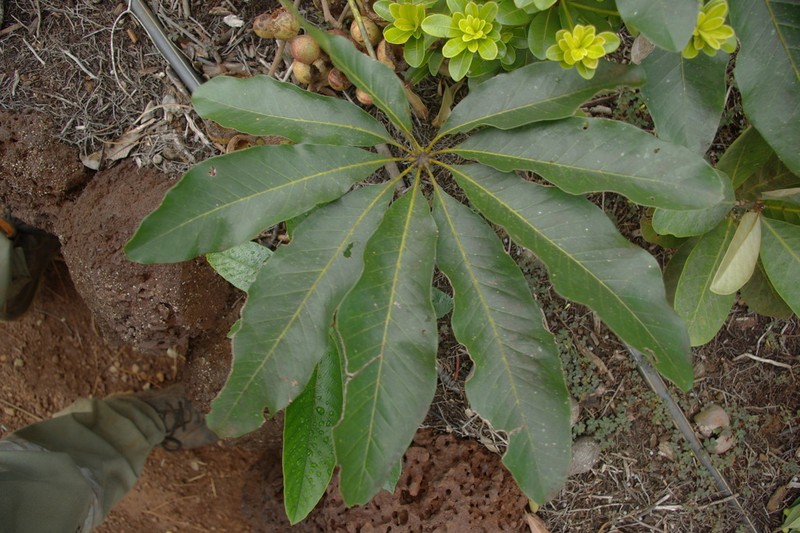 Acropogon schefflerifolius photo 7