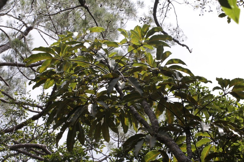 Acropogon schefflerifolius photo 8